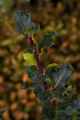 Ilex aquifolium Bacciflava IMG_3763 Ostrokrzew kolczasty